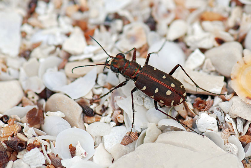 Chi sono ? Calomera littoralis nemoralis